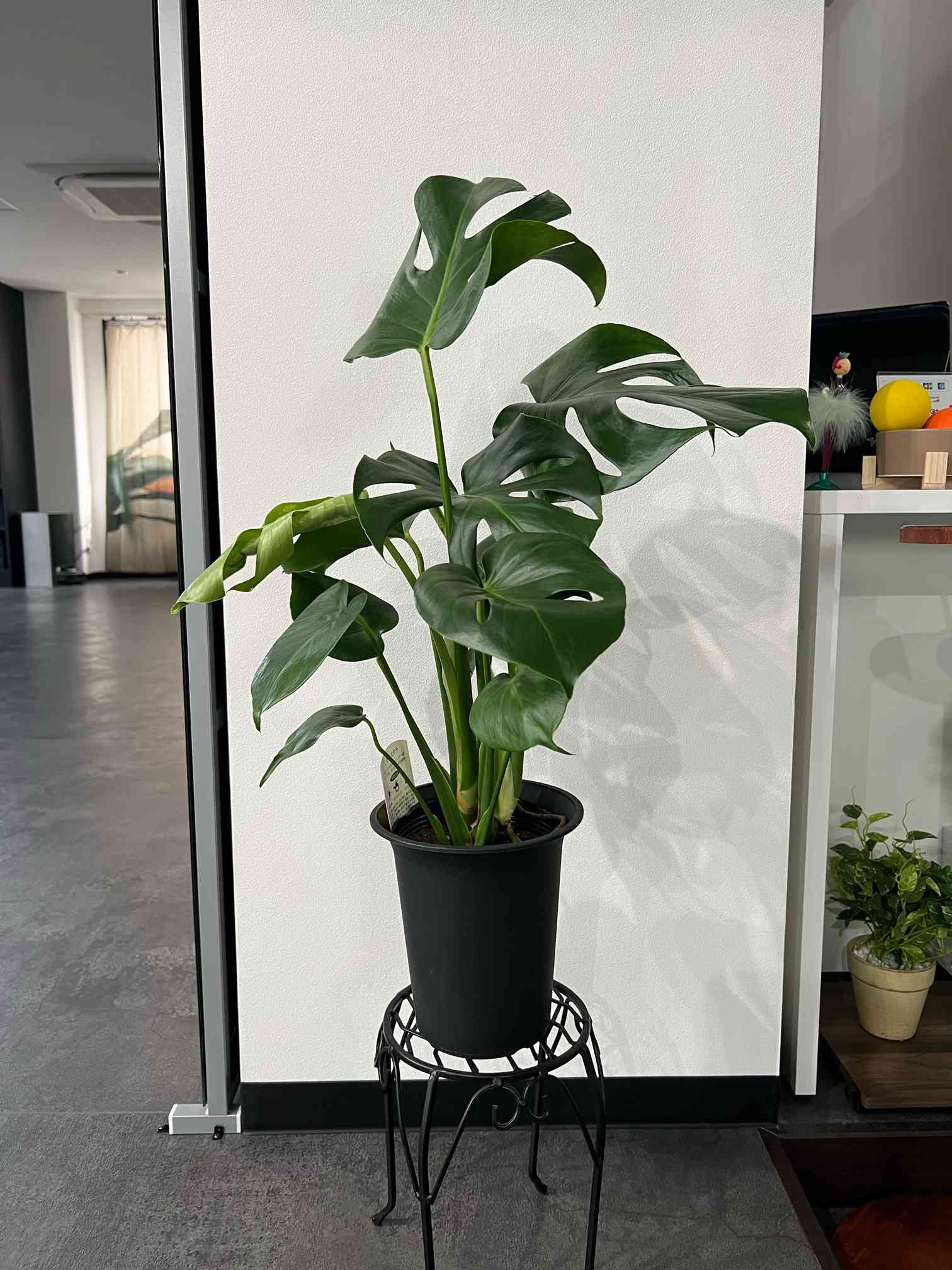 斑入りモンステラデリシオーサ( Monstera Deliciosa 