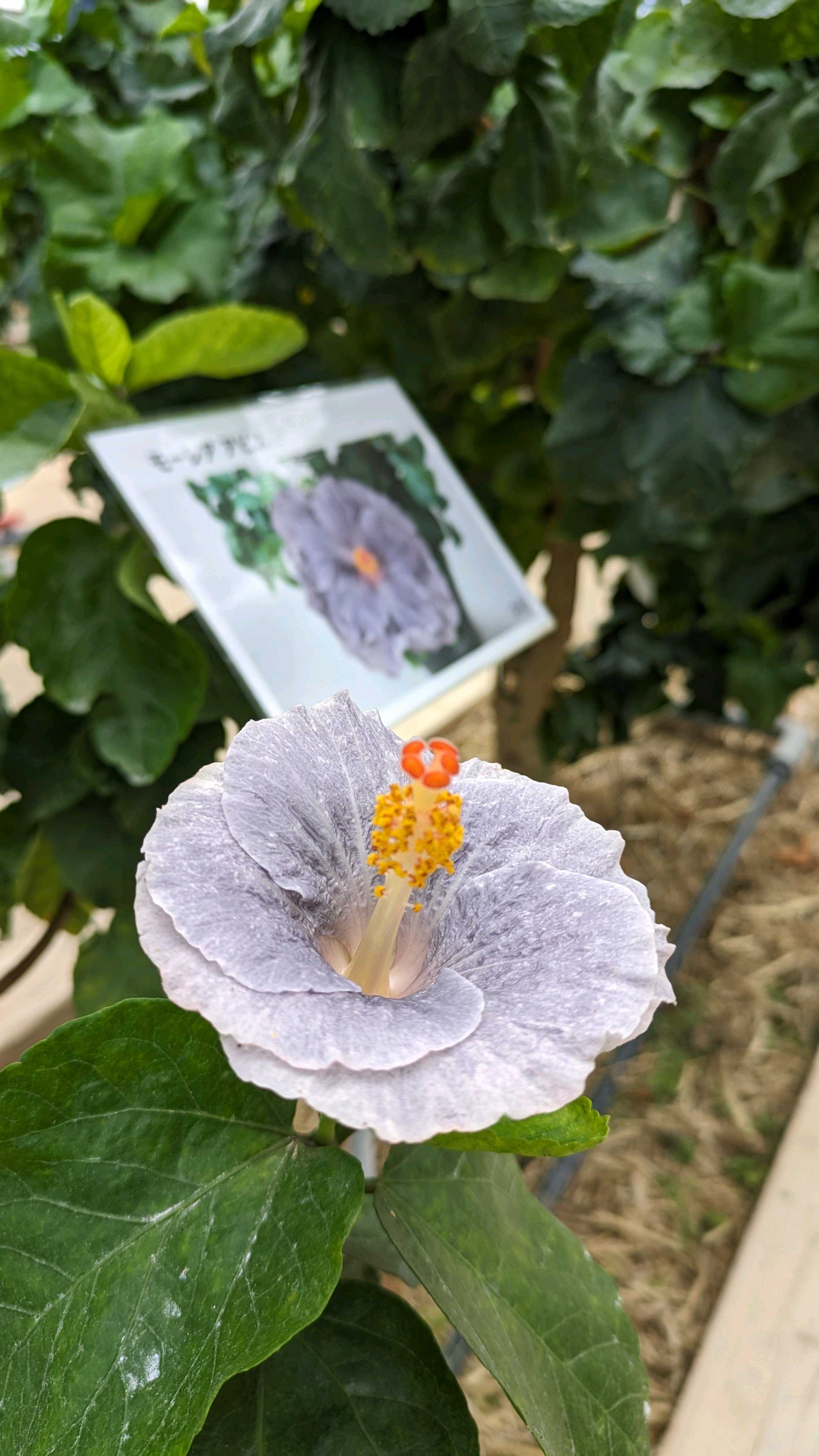 ゴールデンウィークに伊江島のハイビスカス園に行ってきました