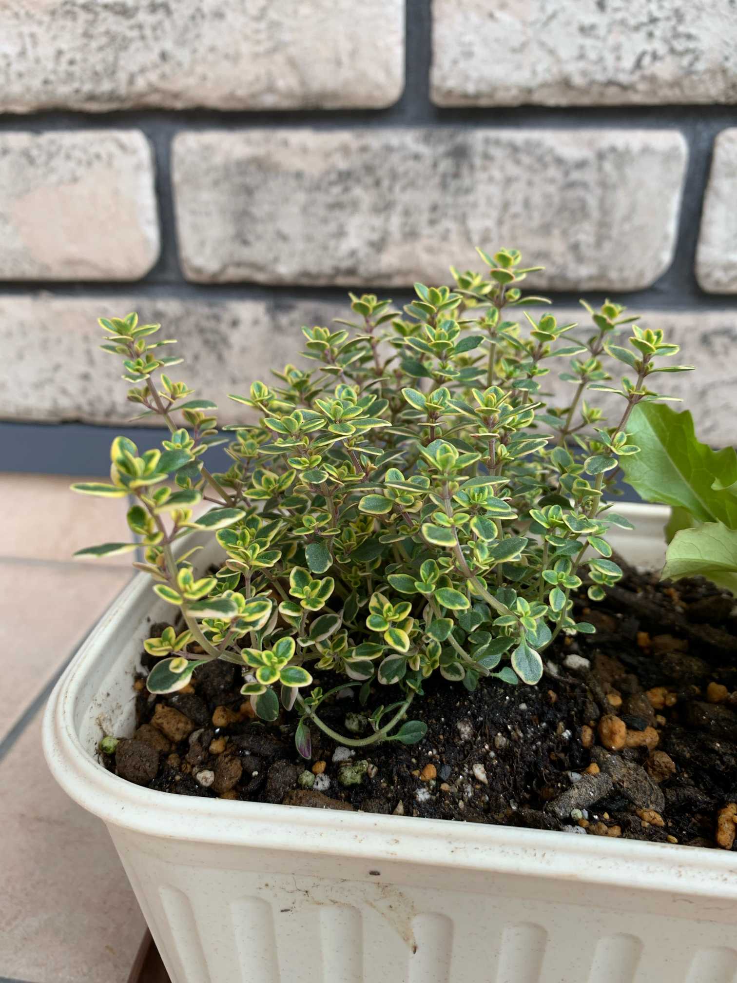 私の庭図鑑 2024Spring｜🍀GreenSnap（グリーンスナップ）