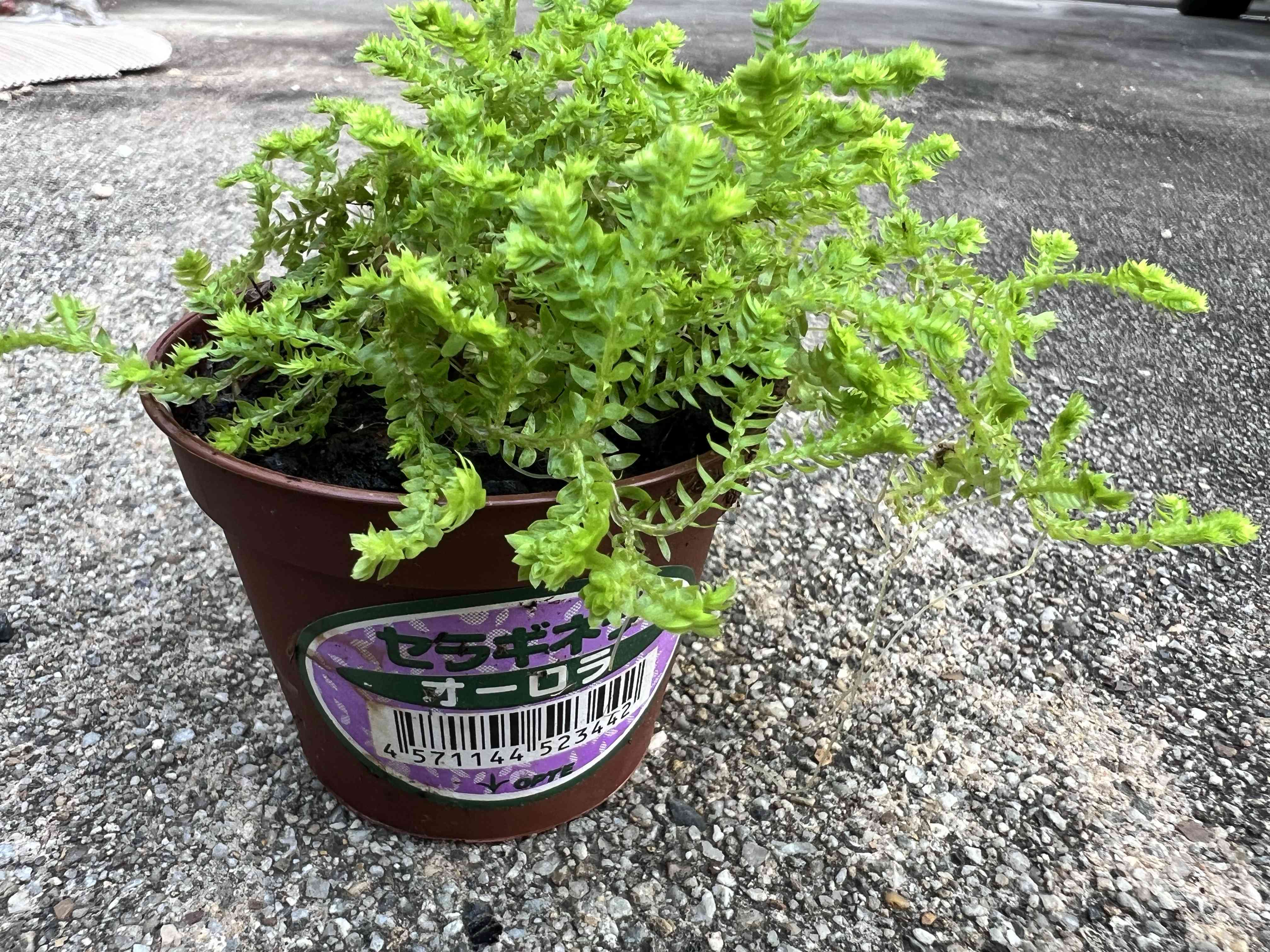 セラギネラ　マルテンシィ セラギネラ マルテンシイの一覧｜🍀GreenSnap（グリーンスナップ）