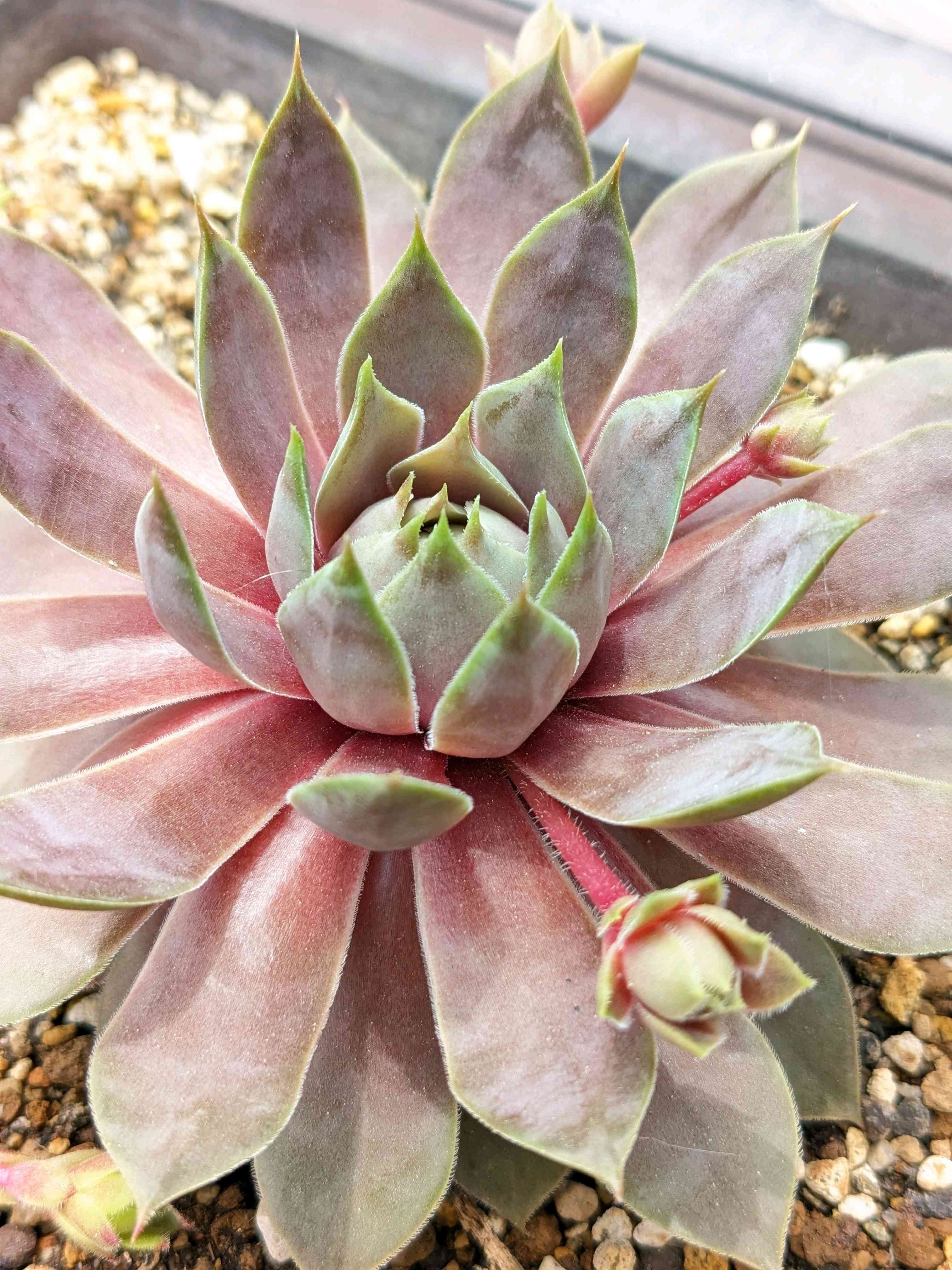 センペルビウム ミズリーローズの一覧｜🍀GreenSnap（グリーンスナップ）