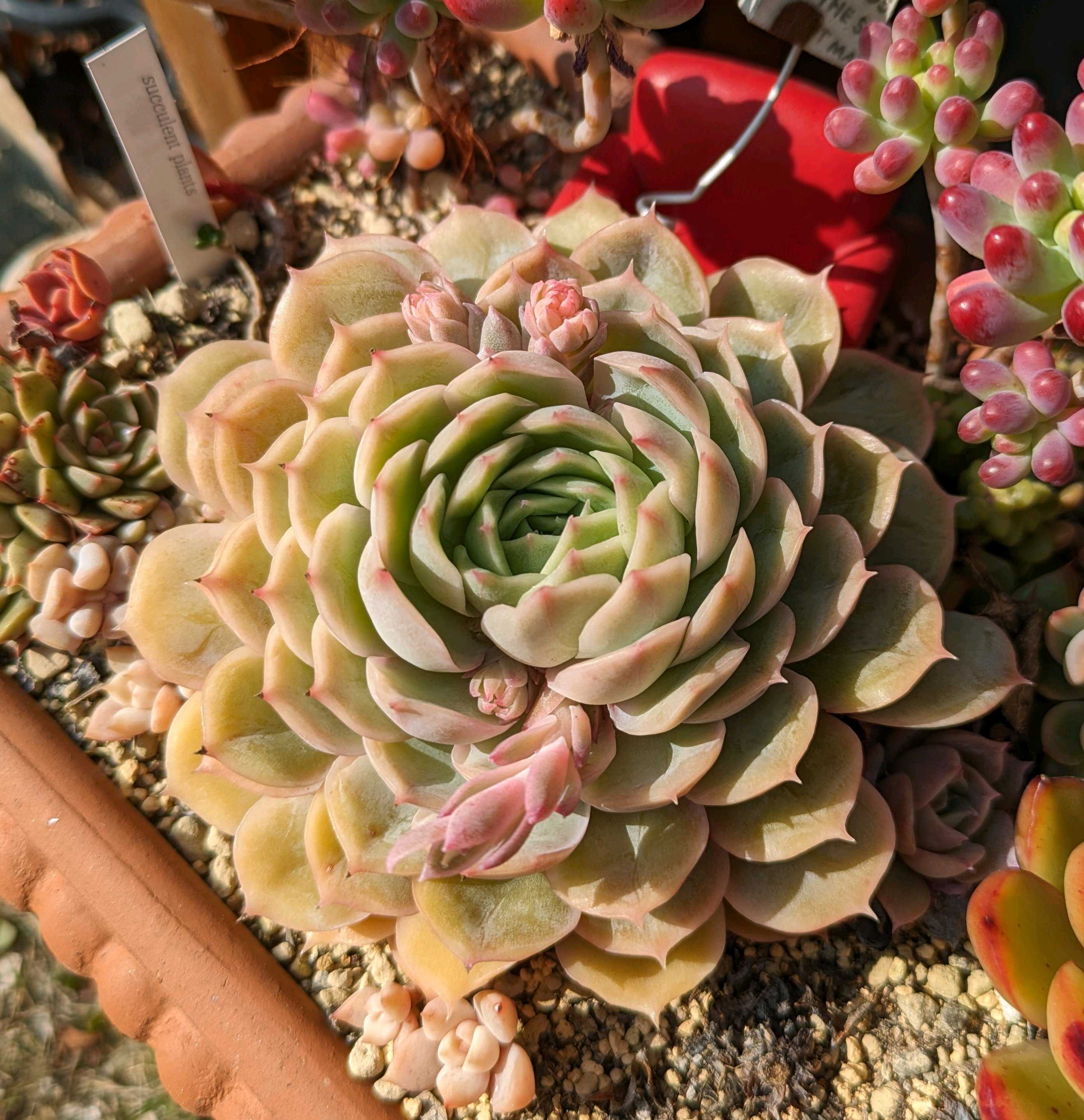 売却済み　　多肉植物 リエール苗　サンダーローズ 多肉植物 リエール苗 エンジェルソング | BooTA29♡Succulent