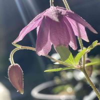 風鈴おだまき,山野草,植物のある暮らし,繋がりに感謝✨,癒しの時間♡の画像