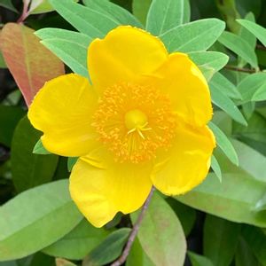 キンシバイ,金糸梅（キンシバイ）,植栽,オトギリソウ科,公園の植栽の画像