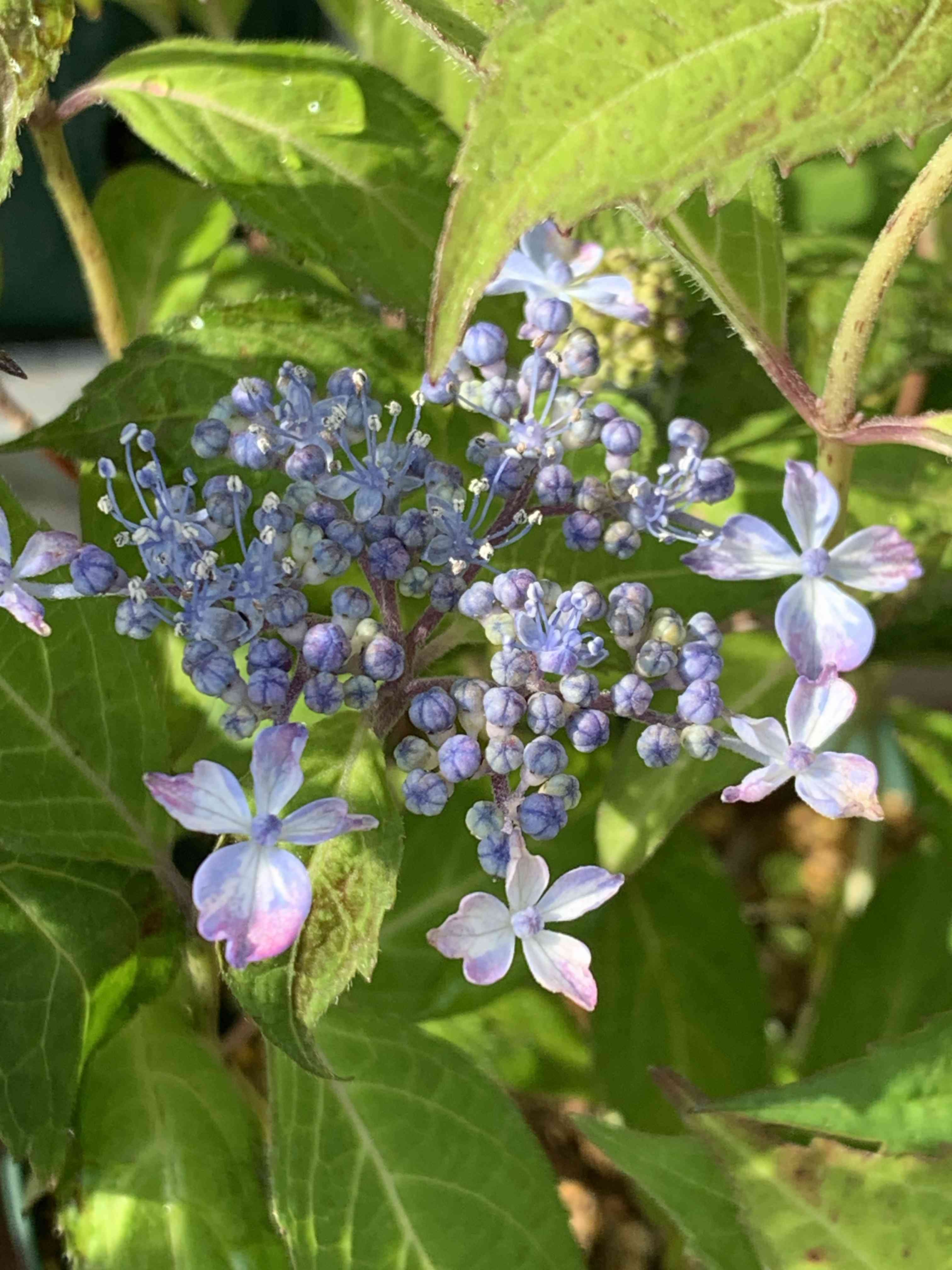ヤマアジサイ 雷光の一覧｜🍀GreenSnap（グリーンスナップ）
