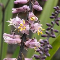 ヒューケラ,ドラセナ・コンシンネ,今日のお花,牛の日,金曜日の蕾たちの画像