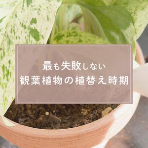 観葉植物,ガーデニング,緑のある暮らし,植物のある暮らし,肥料の画像