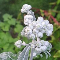 立葵,立葵,矢車菊,麒麟草,矢車菊(ヤグルマギク)の画像