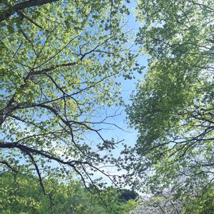 ヤマザクラ,チーム岐阜,秘密の花園♡,新平湯温泉にて,煌めきの金曜日の画像