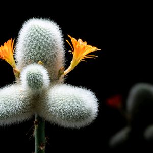 ムスクラ,サボテンの花,レブチア属,珍奇植物,多肉・サボテンの画像