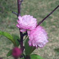 ニワザクラ,鉢植え,スマホ撮影,３年目,毎年開花の画像