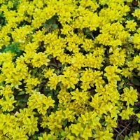 リシマキア,地植え,ガーデニング,グランドカバー,黄色の花の画像