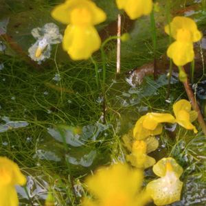 ノタヌキモ,ノタヌキモ,水耕栽培,黄色い花♡の画像