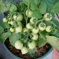 ミニトマト ハートママ,かわいい,鉢植え,花のある暮らし,プランター菜園の画像