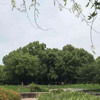ケヤキ,フジ,長居公園,パークライフの画像