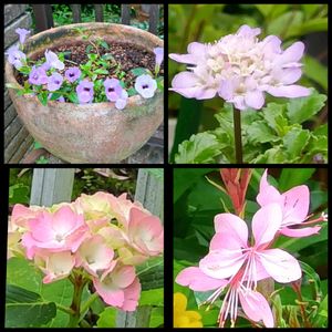 紫陽花,ガウラ（ピンク）,鉢植え,地植え,水栽培の画像