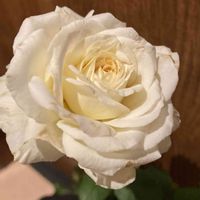 薔薇,アジサイ・フェアリーアイ,アジサイ・フェアリーアイ,プリンセスオブインフィニティ,かわいいの画像