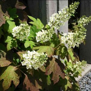 アジサイ,カシワバアジサイ,紫陽花,柏葉紫陽花,日本庭園の画像