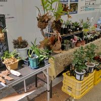 多肉植物,塊根,珍奇植物,アデニア属,珍奇植物専門店の画像