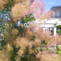 スモークツリー,スモークツリー,ヒューケラ,アナベル,ピンクアナベルの画像