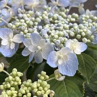 アジサイ,アジサイ,紫陽花,紫陽花,山紫陽花の画像