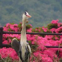 サツキ,野鳥,今日のお花,アオサギ,うどん県人会の画像