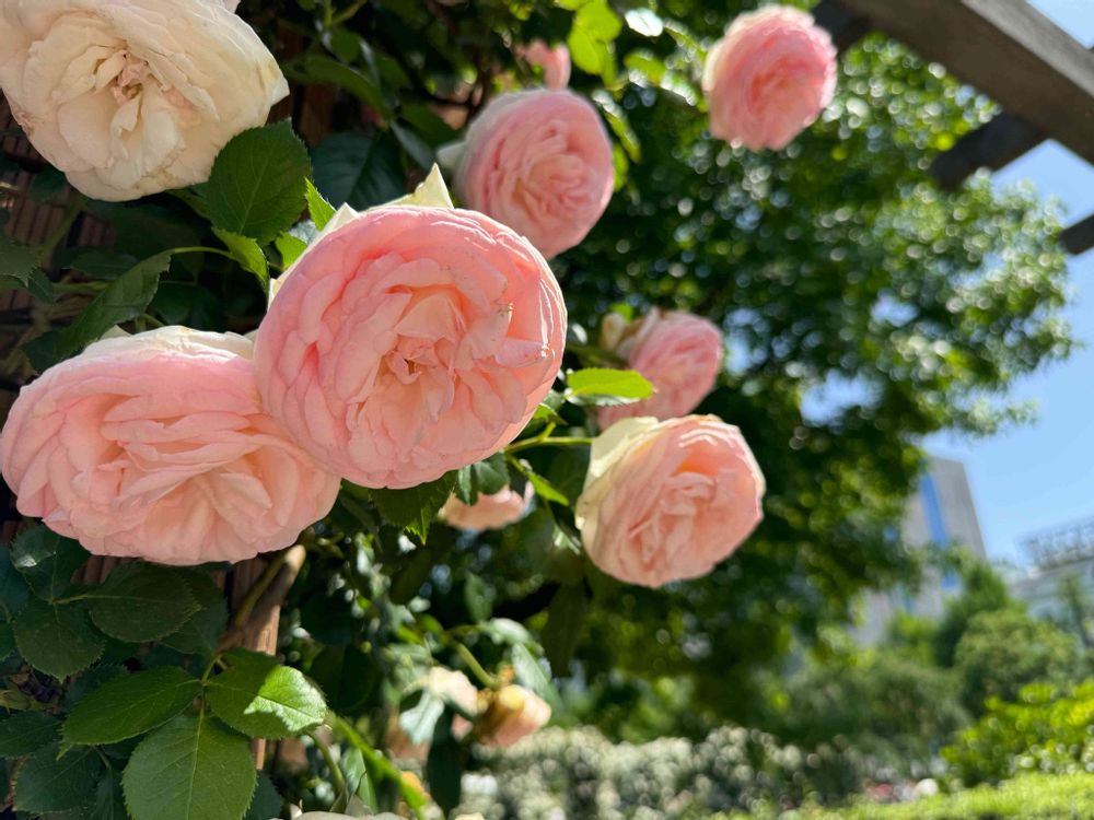 ぽに丸さんの山下公園への投稿