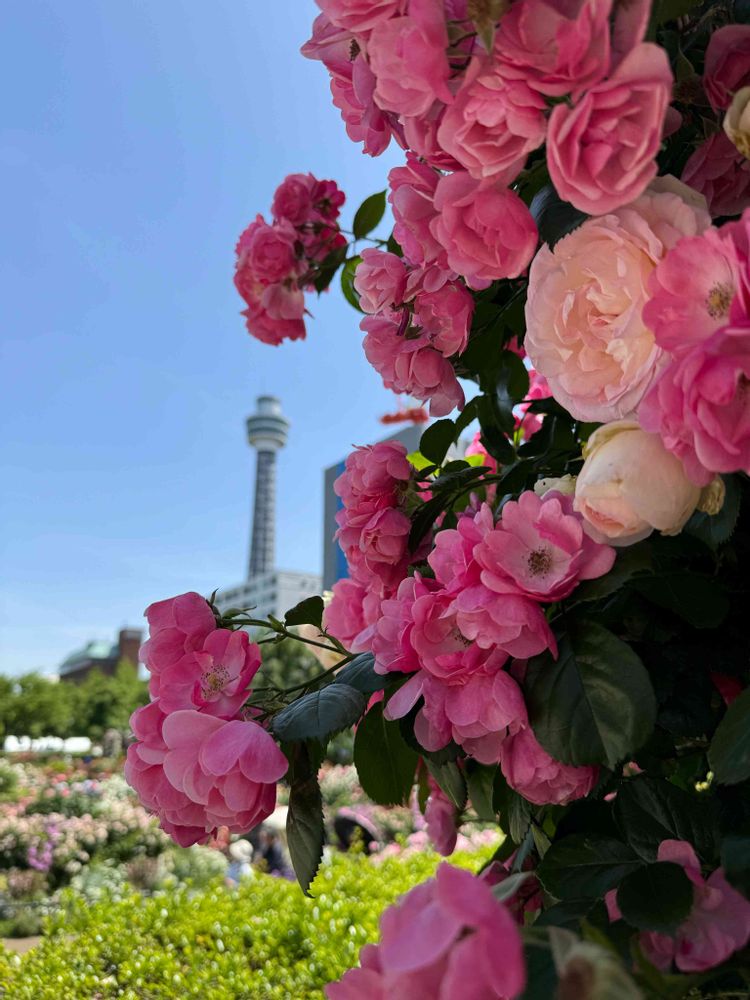 ぺちさんの山下公園への投稿