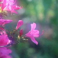 スイレン,スイレン,サツキ,サツキ,睡蓮の画像