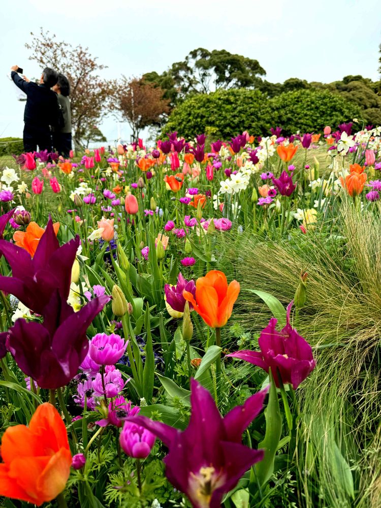 ぽに丸さんの山下公園への投稿