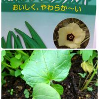 オクラ,丸莢オクラエメラルド,プランター栽培,種からの栽培,プランター野菜栽培の画像
