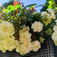ミニバラ,グリーンアイス,グリーンアイス,白い花,植物のある暮らしの画像