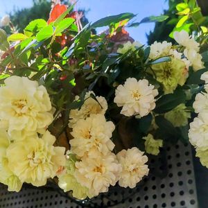 ミニバラ,グリーンアイス,グリーンアイス,白い花,植物のある暮らしの画像