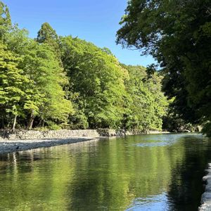 コバノズイナ,ハクチョウゲ,磯山椒,マメツゲ,苔玉の画像