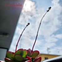 クラバータ,謎クラッスラ,DAISO産クラッスラ,多肉植物,観葉植物の画像