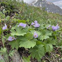 シラネアオイ,シラネアオイ,山の花,日本固有種の画像