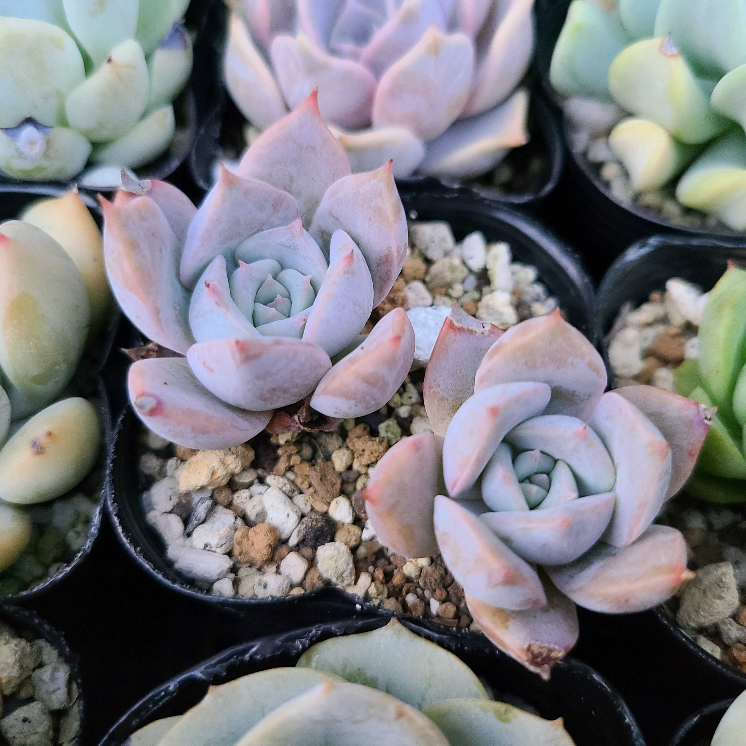 リラシナ×ラウイの成長記録‎🤍✨｜🍀GreenSnap（グリーンスナップ）