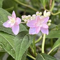 アジサイ,アジサイ,紫陽花,山紫陽花,山あじさいの画像