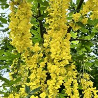 キングサリ,幸せの黄色いお花,ビューティフルサンデー,明日はきっと良い日になる,ワクワクの花たちの画像