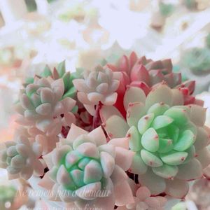 エケベリア,多肉植物,かわいい,大好き,エケベリア属の画像