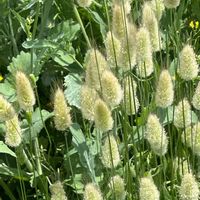 ラグラスの画像