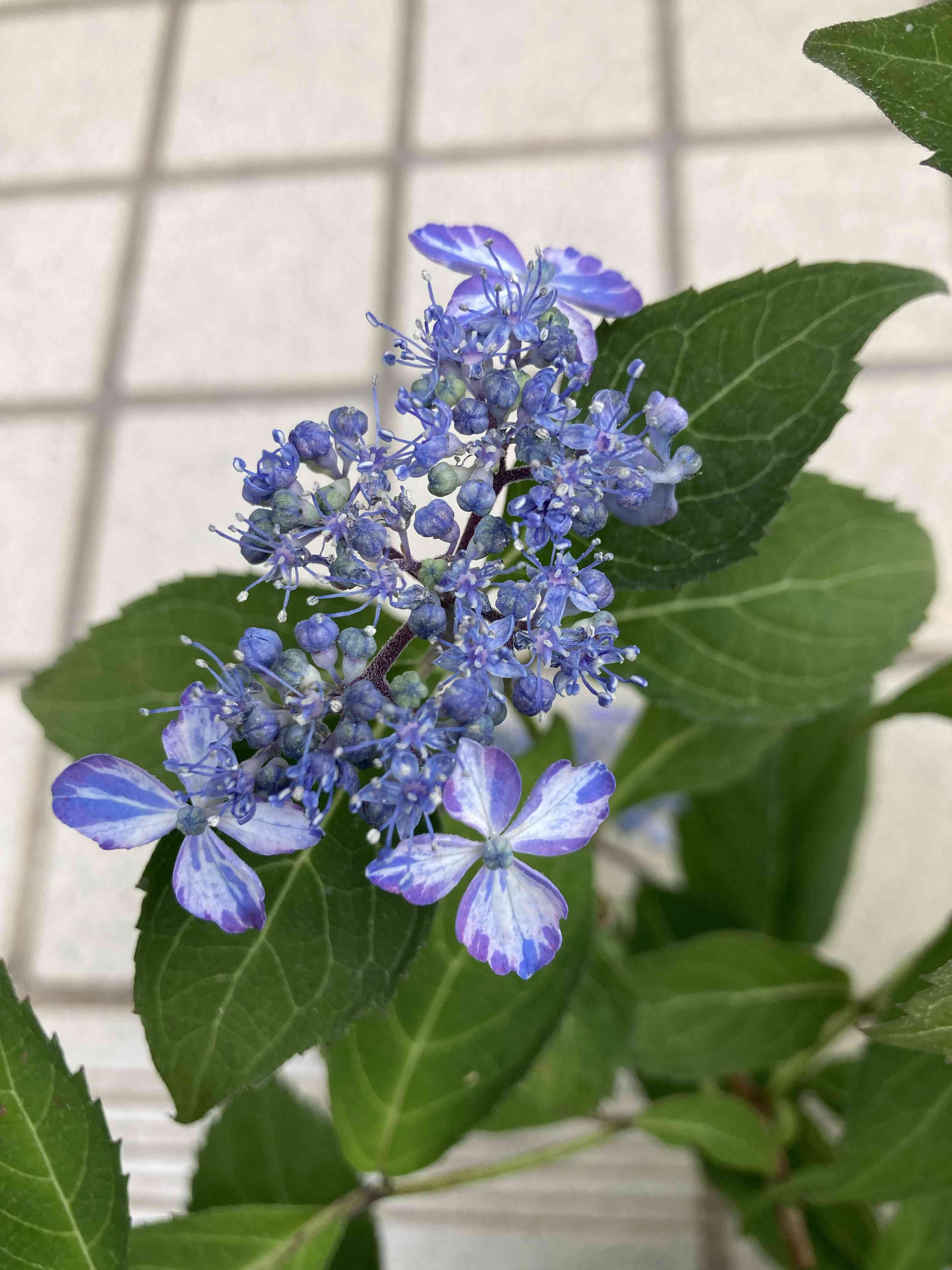 ヤマアジサイ 雷光の一覧｜🍀GreenSnap（グリーンスナップ）