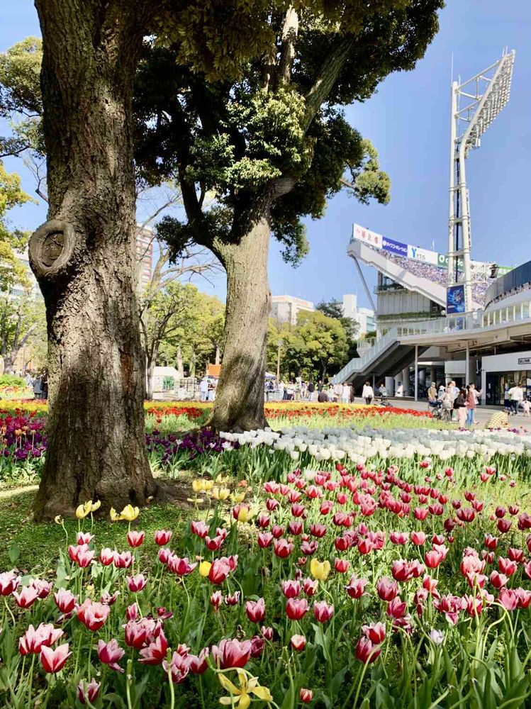 シゲルさんの横浜公園への投稿