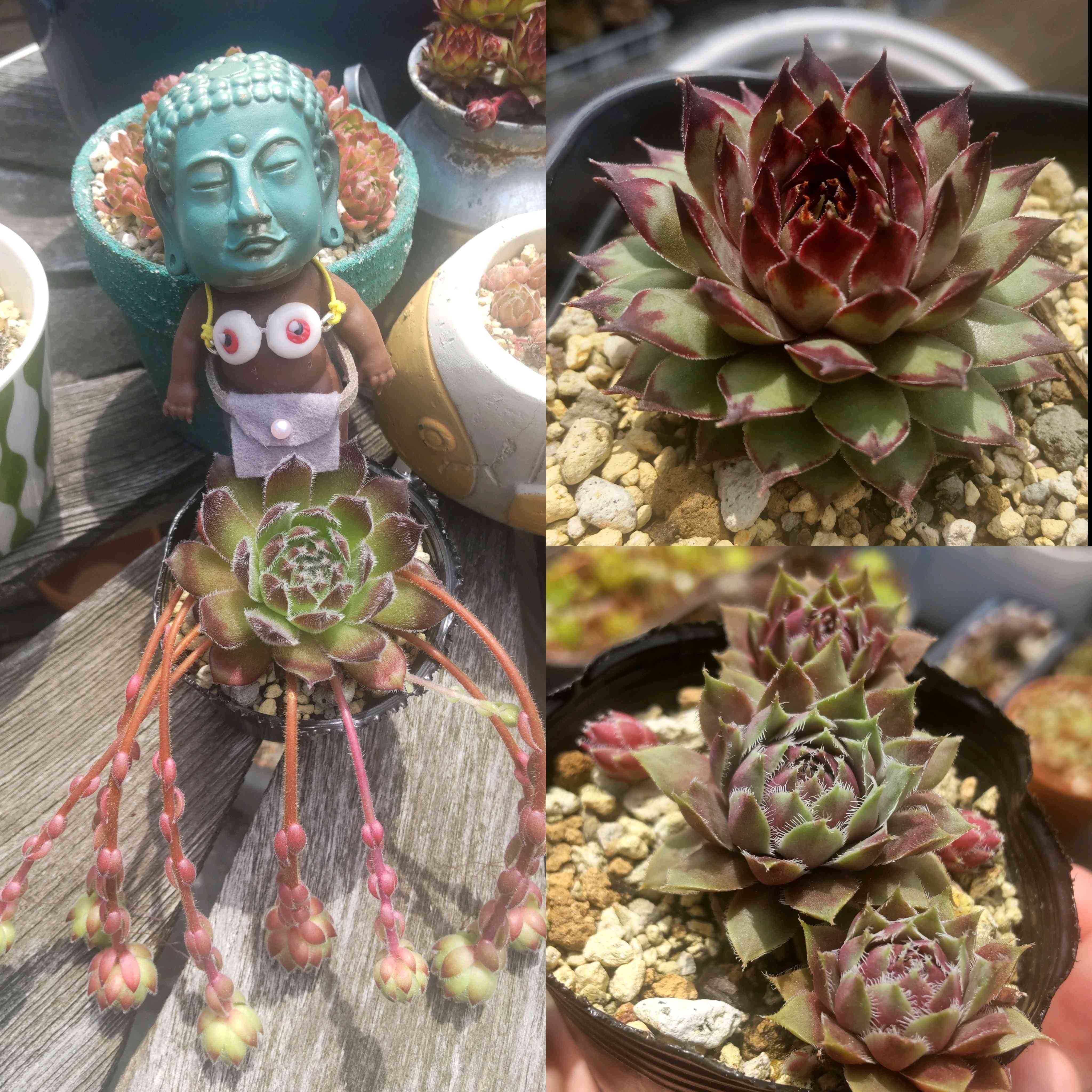 センペルビウム ジャンヌダルクの一覧｜🍀GreenSnap（グリーンスナップ）