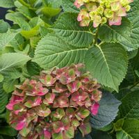 紫陽花,挿し木,植物のある暮らし,botanical life,マジカルレボリューションの画像