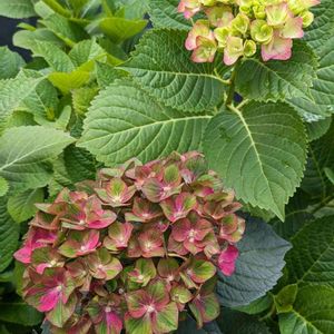 紫陽花,挿し木,植物のある暮らし,botanical life,マジカルレボリューションの画像