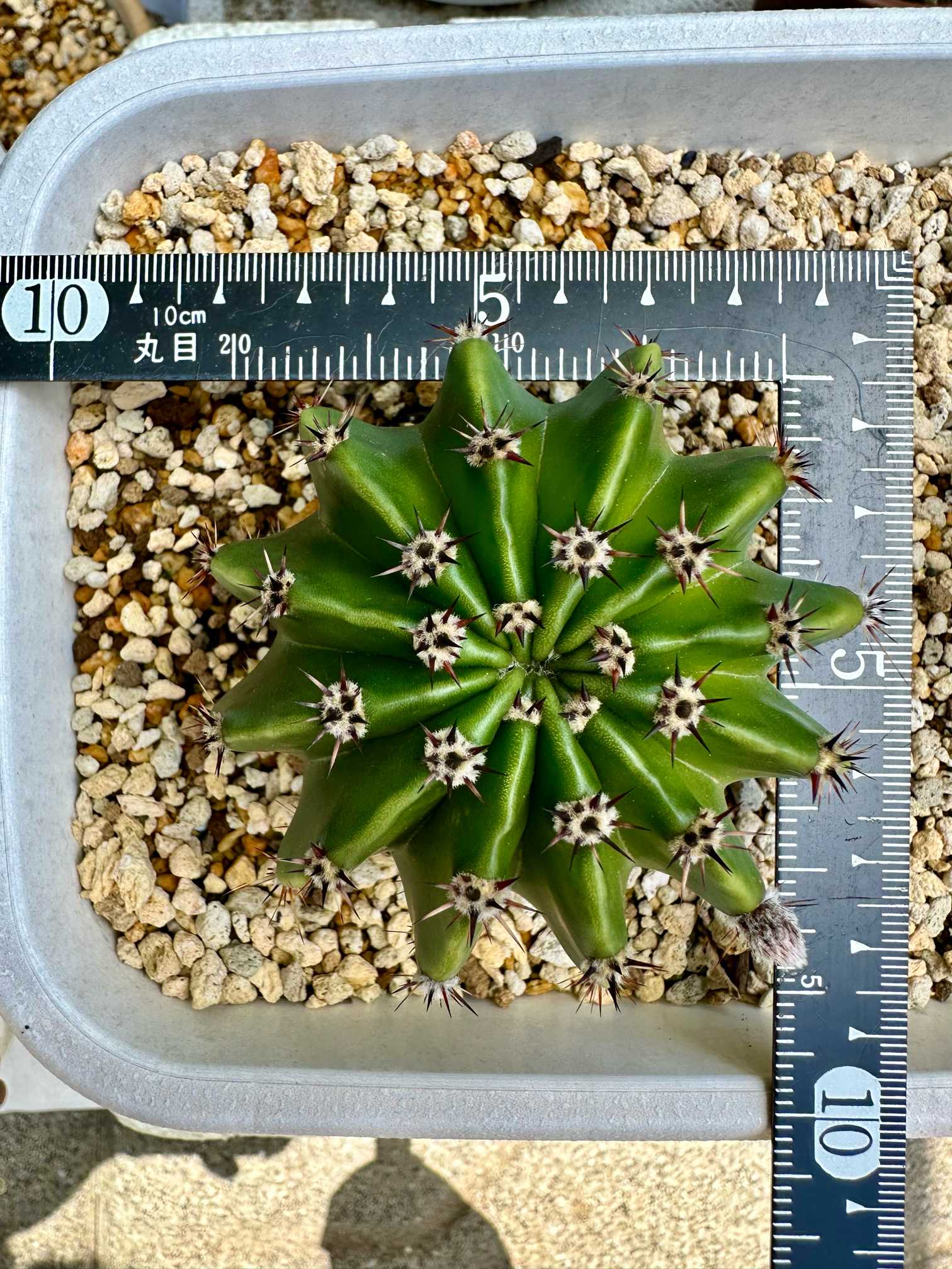 サボテンの子株！！｜🍀GreenSnap（グリーンスナップ）