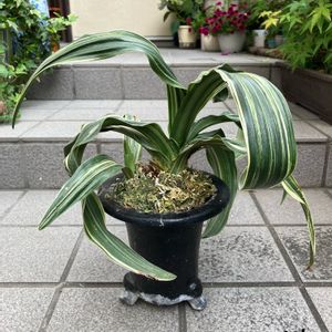 オモト,万年青,万年青(おもと),古典園芸植物,伝統園芸植物の画像