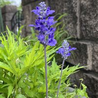 サルビア,ブルーサルビア,鉢植え,ネコ好き,ブルーの花の画像