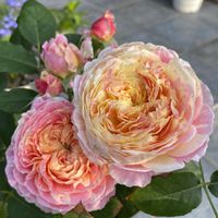 薔薇 クロード・モネ,鉢植え,良い香り♡,玄関ポーチ,素敵な花色の画像